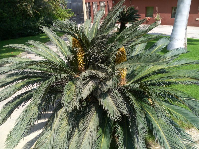 Fichier:Cycasrevoluta09.jpg