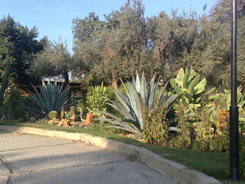 Fichier:Cactus02.jpg