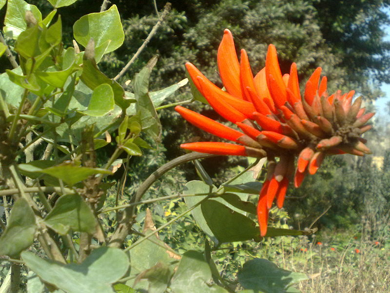 Fichier:Erythrinabidwillii01.jpg