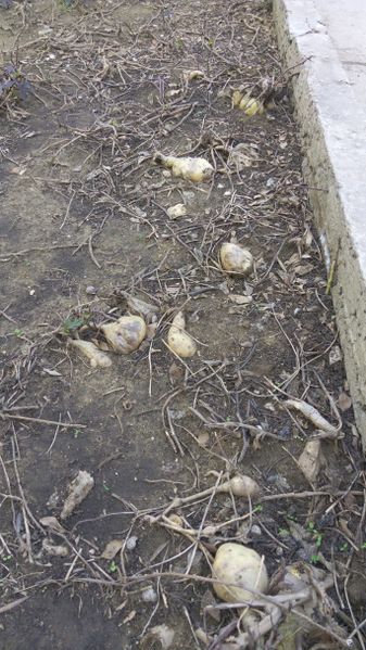Fichier:Ipomoeabatatas08.jpg