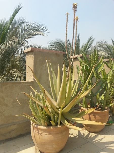 Fichier:Aloevera03.jpg