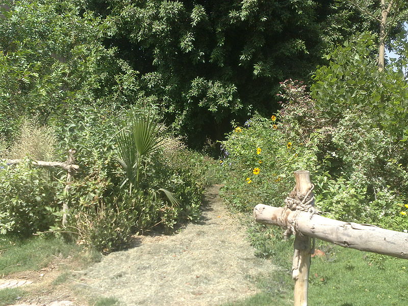 Fichier:Jungle10.jpg