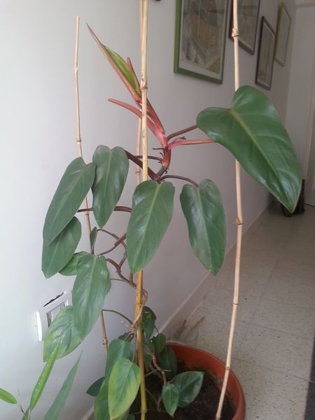 Fichier:Philodendronerubescens02.jpg