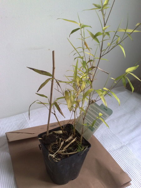 Fichier:Phyllostachysaureosulcata01.jpg