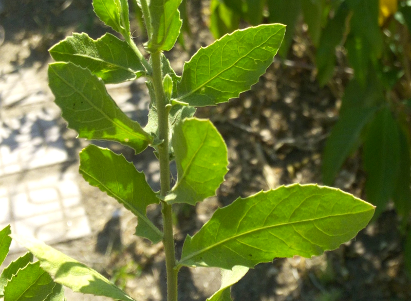 Fichier:Plucheaindica02.png