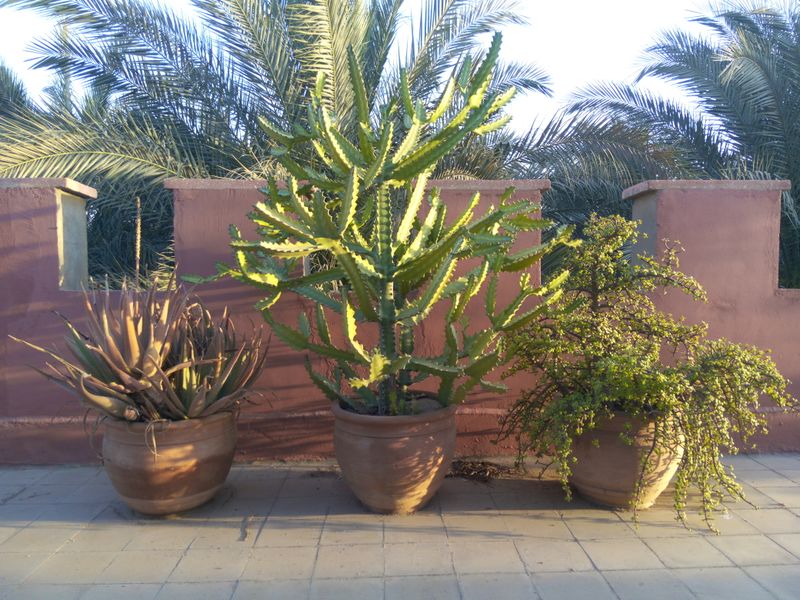Fichier:Terrasse07.jpg
