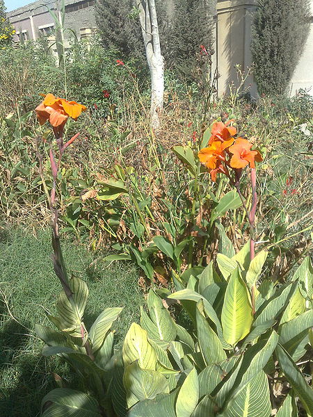 Fichier:Canna01.jpg