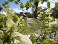 Bougainvillea00.JPG