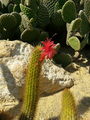 Cleistocactuswinteri04.jpg