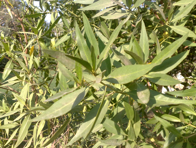 Fichier:Conocarpuslancifolius02.png