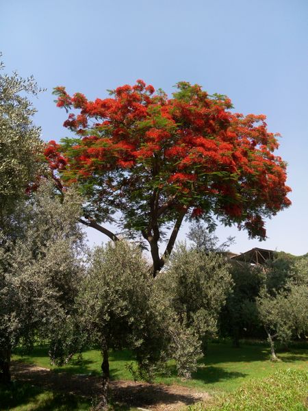 Fichier:Delonixregia07.jpg
