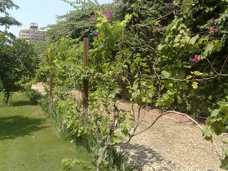 Fichier:Vitisvinifera01.jpg