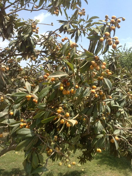 Fichier:Eriobotryajaponica03.jpg