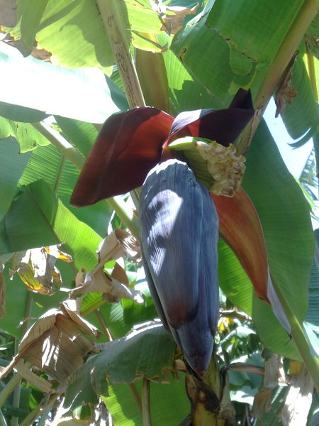 Fichier:Musaacuminata03.jpg
