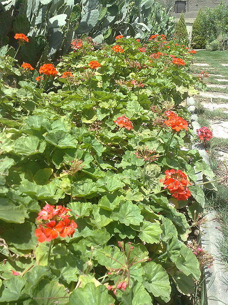 Fichier:Pelargoniumhortorum01.jpg