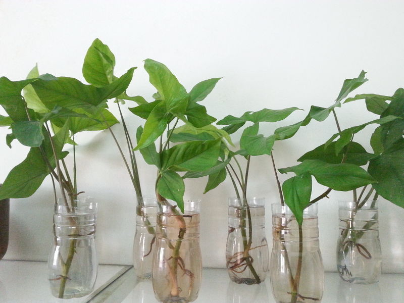 Fichier:Syngoniumpodophyllum04.jpg