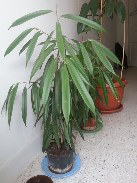 Fichier:Ficusbinnendijkii02.jpg