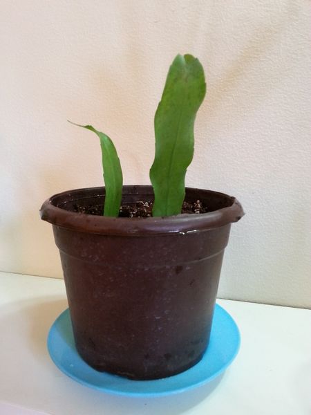 Fichier:Epiphyllumoxypetalum07.jpg