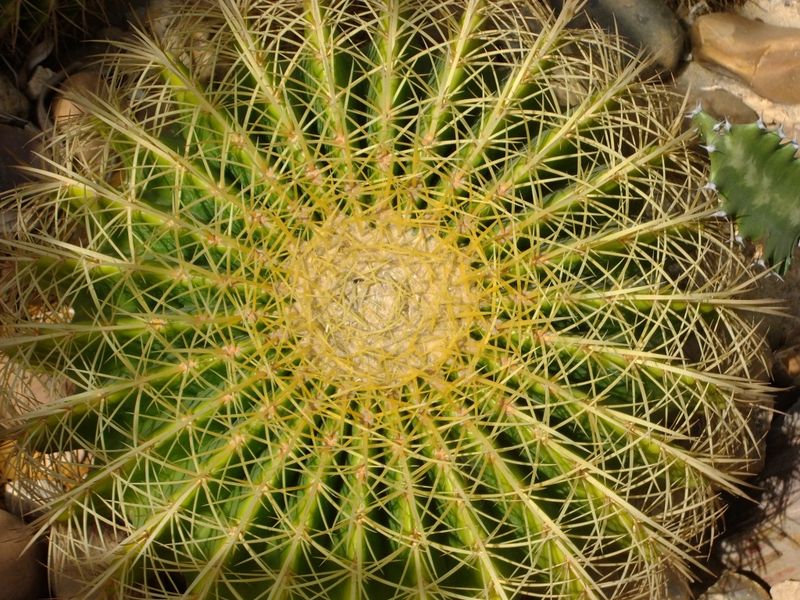 Fichier:Echinocactusgrusonii03.jpg