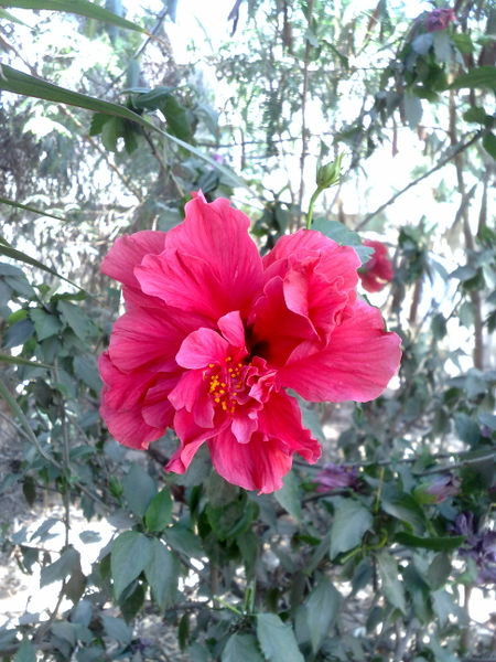 Fichier:Hibiscusrosa-sinensis07.jpg