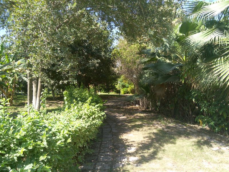 Fichier:Jungle24.jpg