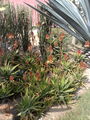 Aloesuccotrina05.jpg