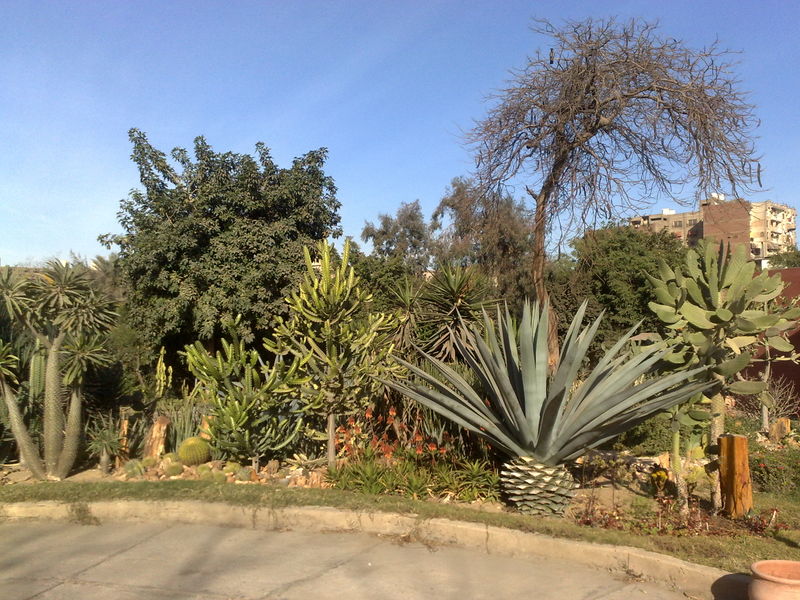 Fichier:Cactus11.jpg