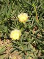 Carpobrotus05.jpg