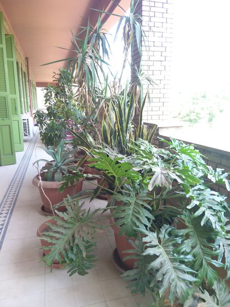 Fichier:Balcon04.jpg