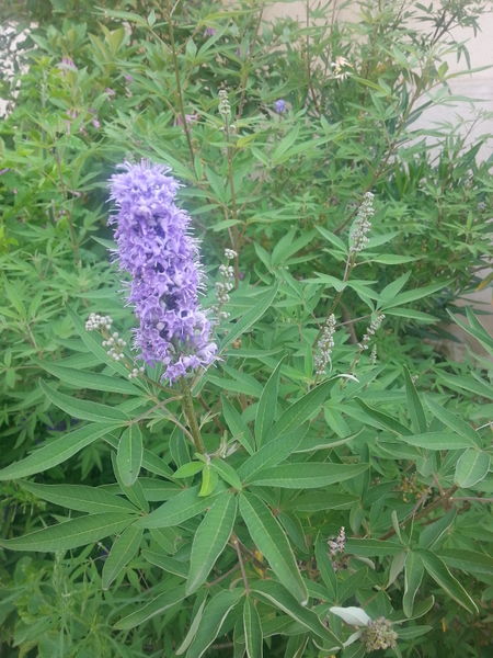 Fichier:Vitexagnus-castus02.jpg