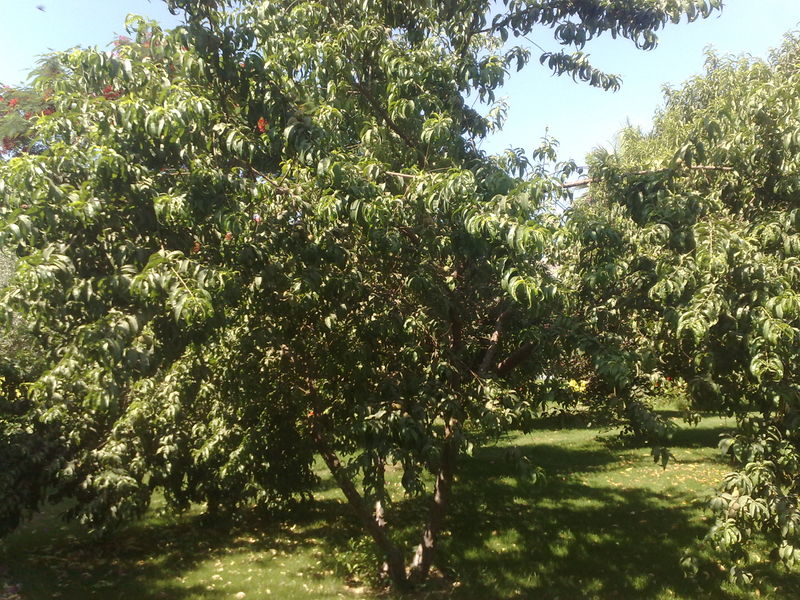 Fichier:Prunuspersica01.jpg