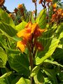 Canna10.jpg