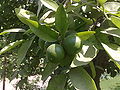 Citrusparadisi02.jpg