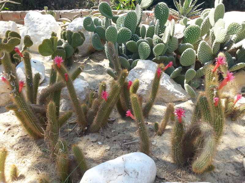Fichier:Cleistocactuswinteri05.jpg