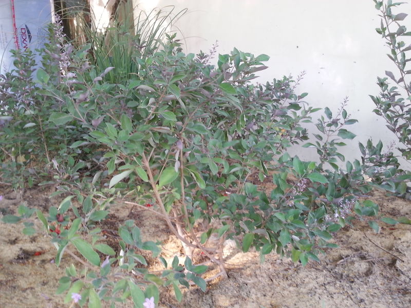 Fichier:Vitextrifolia01.jpg