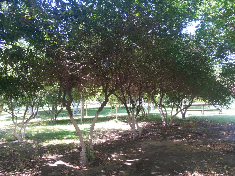 Fichier:Citrusaurantiifolia03.jpg