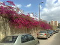 Bougainvillea05.jpg