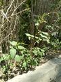 Amaranthusviridis02.jpg