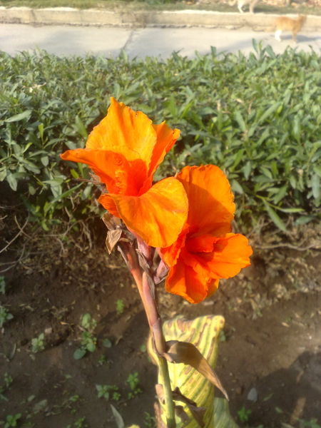 Fichier:Canna06.jpg