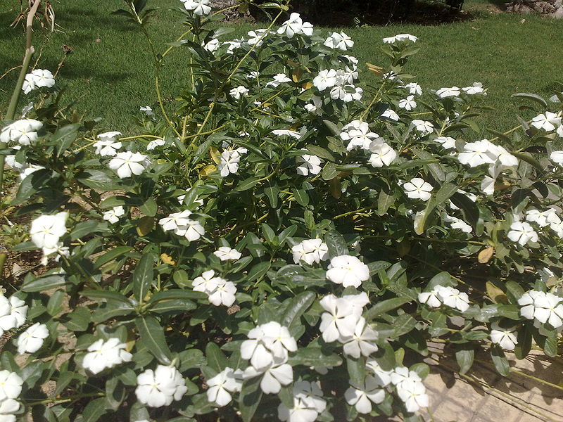 Fichier:Catharanthusroseus01.jpg