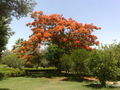 Delonixregia04.jpg