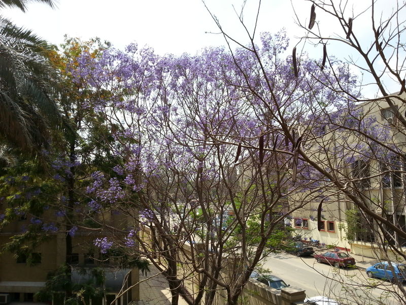 Fichier:Jacarandamimosifolia04.jpg