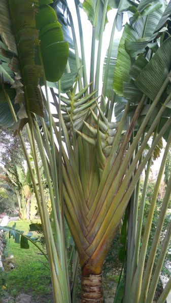 Fichier:Ravenalamadagascariensis16.jpg