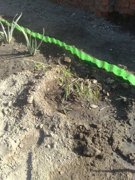 Fichier:Phyllostachysvivax03.jpg