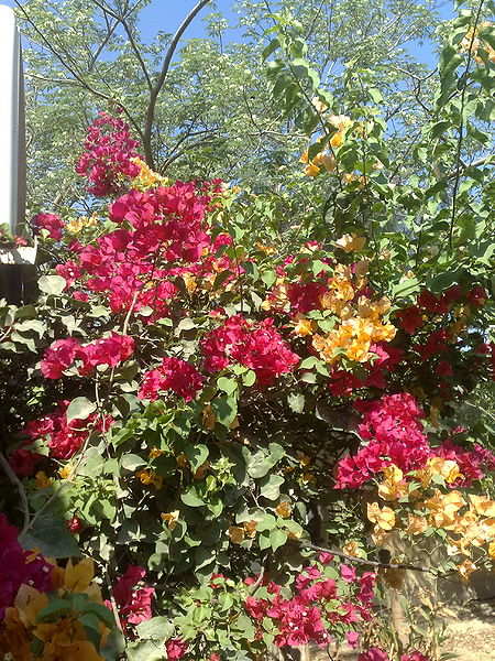 Fichier:Bougainvillea02.jpg
