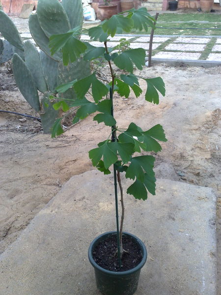 Fichier:Ginkgo01.jpg
