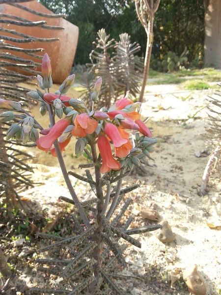 Fichier:Kalanchoedelagoensis05.jpg