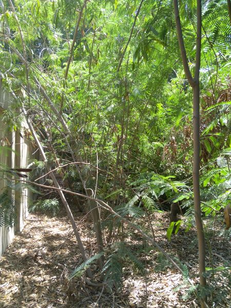 Fichier:Leucaenaleucocephala05.jpg