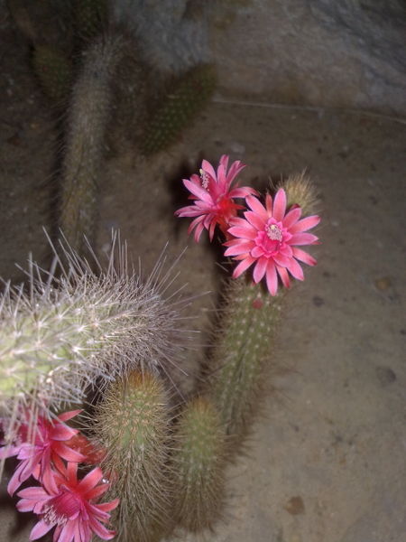 Fichier:Cleistocactuswinteri03.jpg