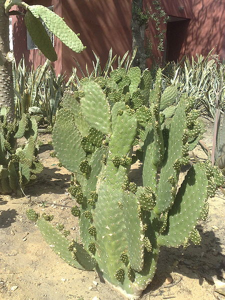 Fichier:Consoleamoniliformis03.jpg
